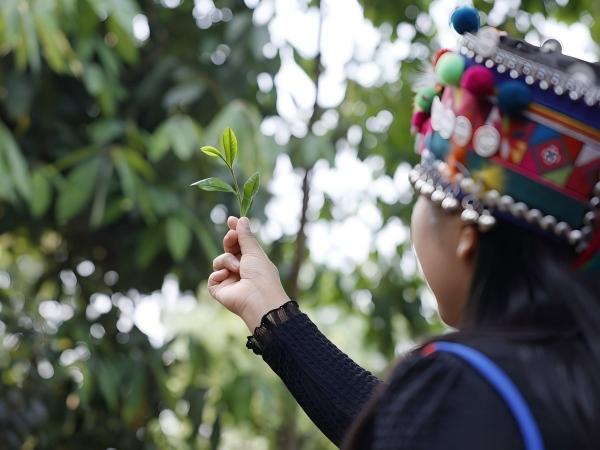 Свежий чайный лист