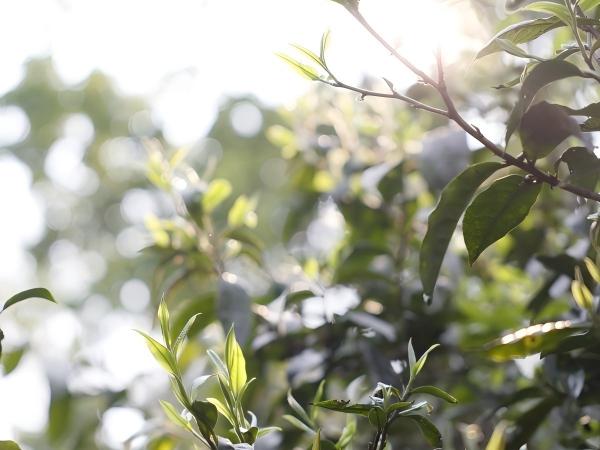 Свежий чайный лист1