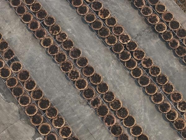 Сушка чая на солнце1