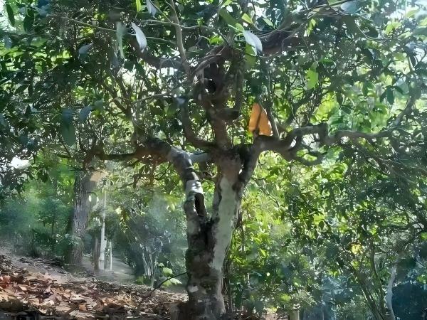 чайное дерево