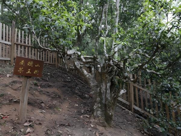 чайное дерево2