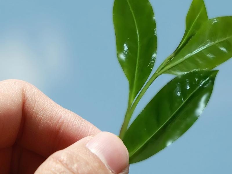 Дикое древнее дерево Дянь Хун Черная полоса