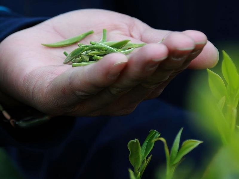 Золотая нить Дяньхун весенний чай