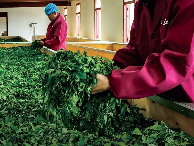 Золотая нить Дяньхун особый сорт