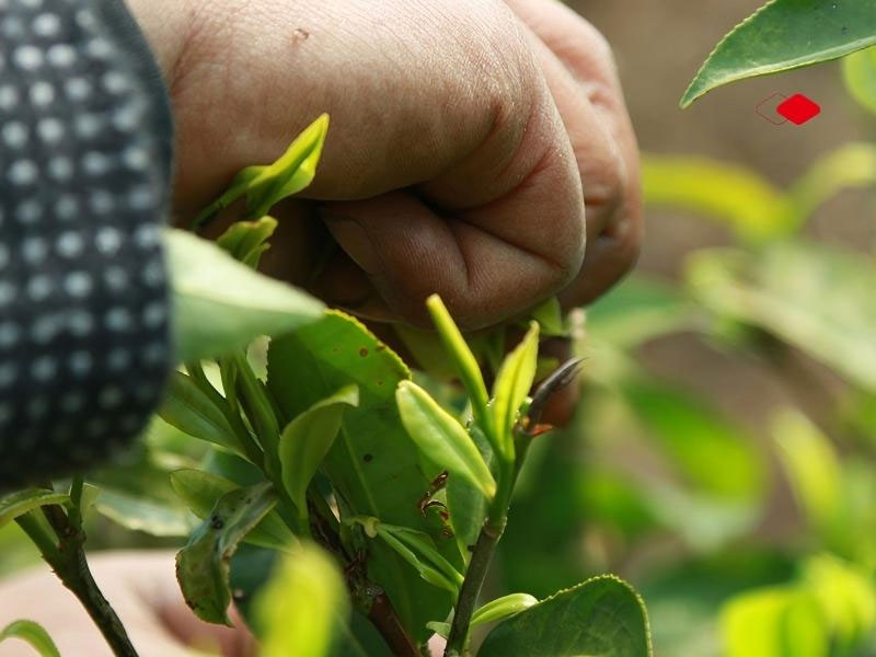 Золотая нить Дяньхун весенний чай