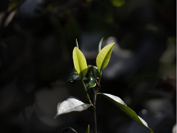 Свежий чайный лист2