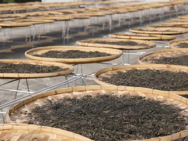 Сушка чая на солнце