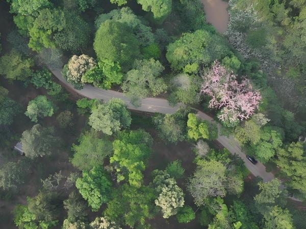 чайная плантация