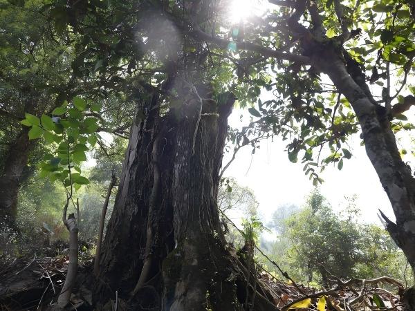 чайное дерево1