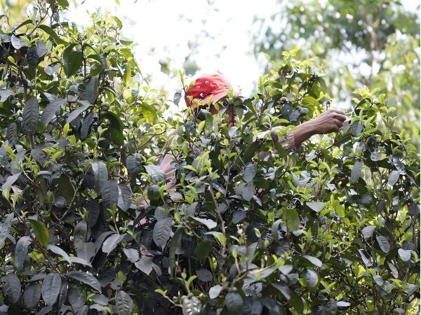 чайное дерево3