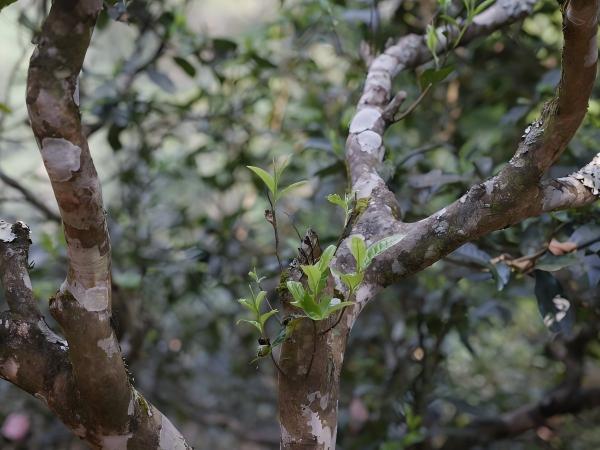 чайное дерево4