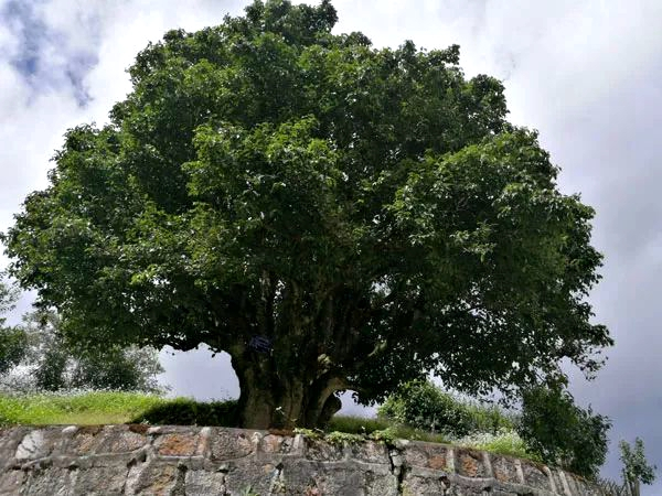 чайное дерево5