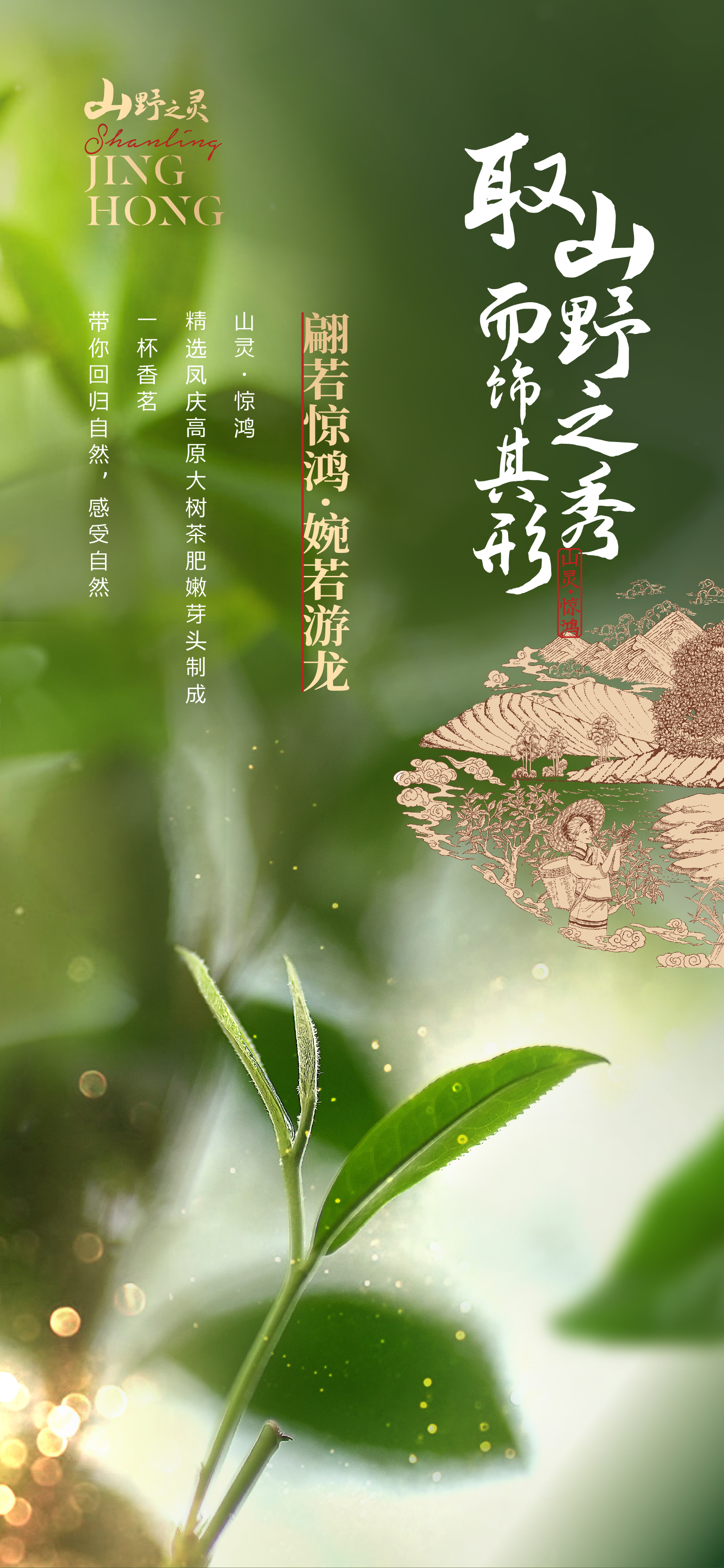 Золотой бутон Дянь Хун Молодые бутоны