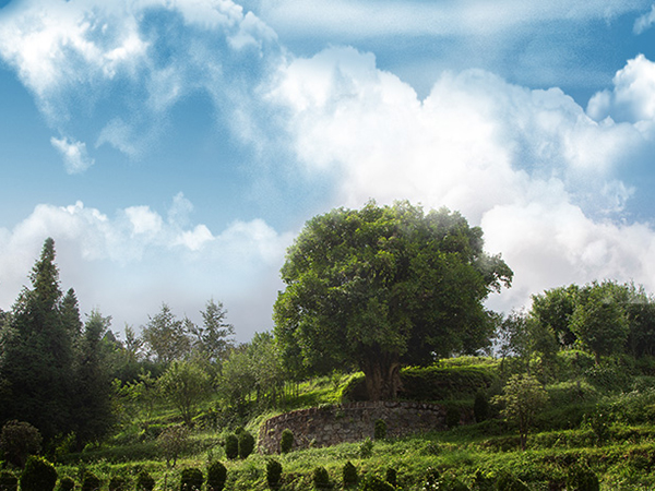 Чай пуэр в чашке