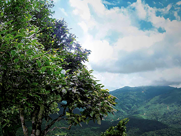 Пакетик чая пуэр