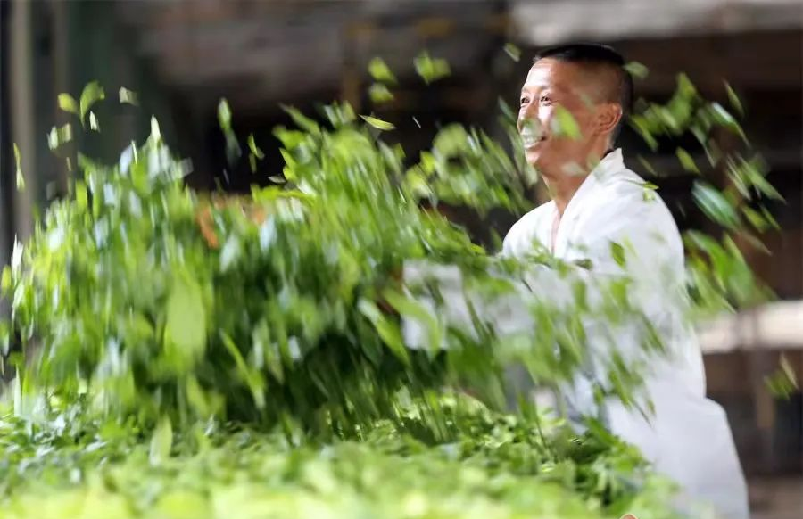 Дать миру чашку хорошего чая из Юньнани