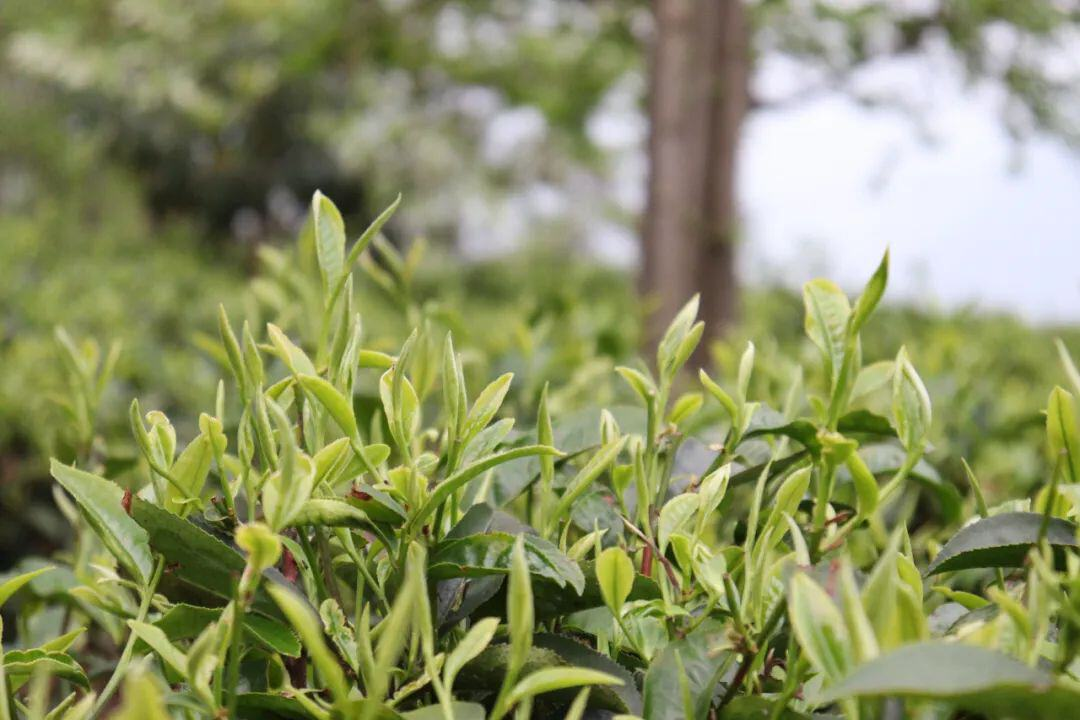 Международный день чая: знакомимся с нашим юньнаньским чаем дянь хун